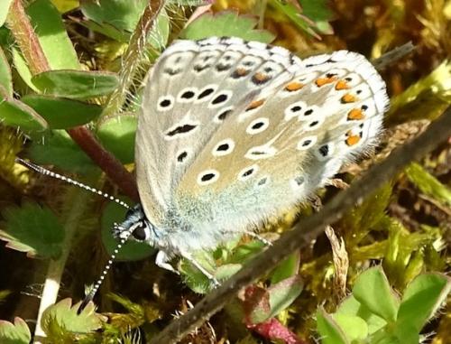 Réf. 205 097 : Polyommatus bellargus